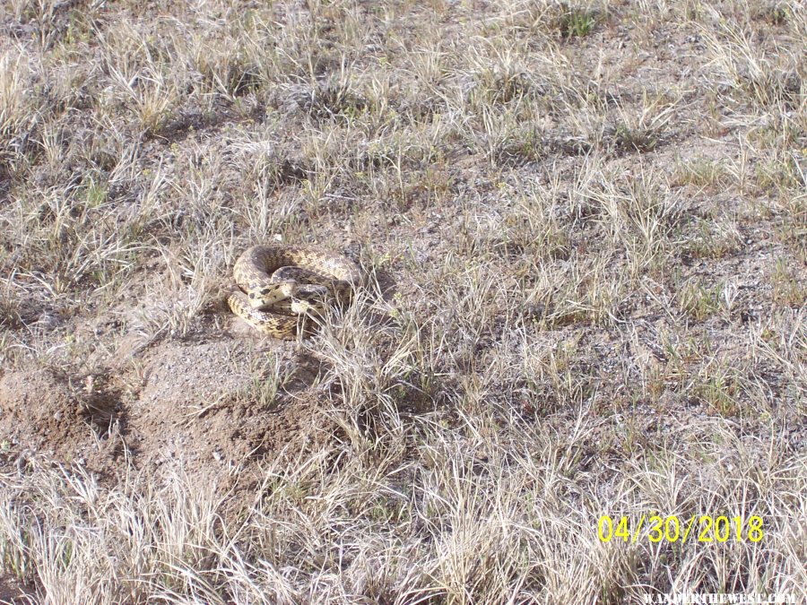 Rattlesnake looking and acting gopher snake