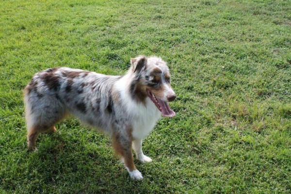 Ray gets worn out at the dog park