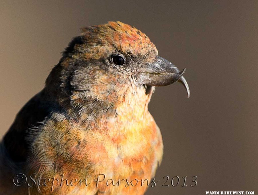 Red Crossbill