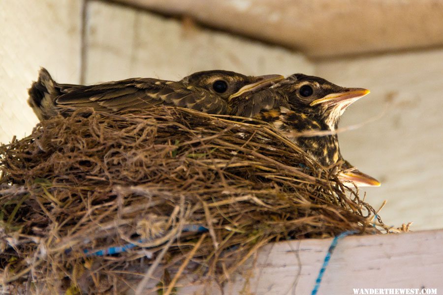 Robin Chicks