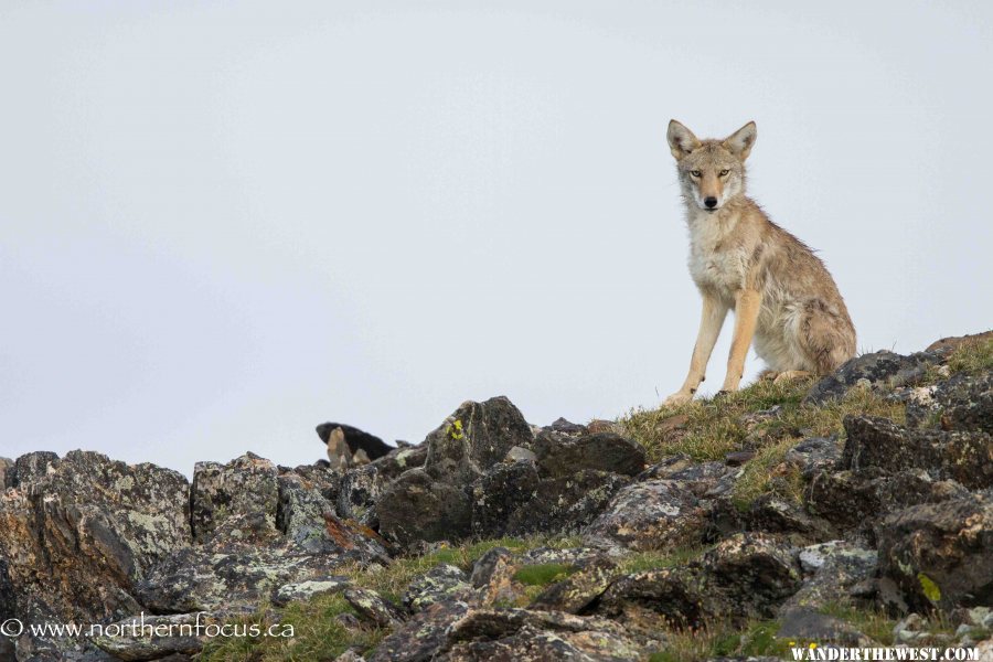 Rocky MNT NP, Coyote