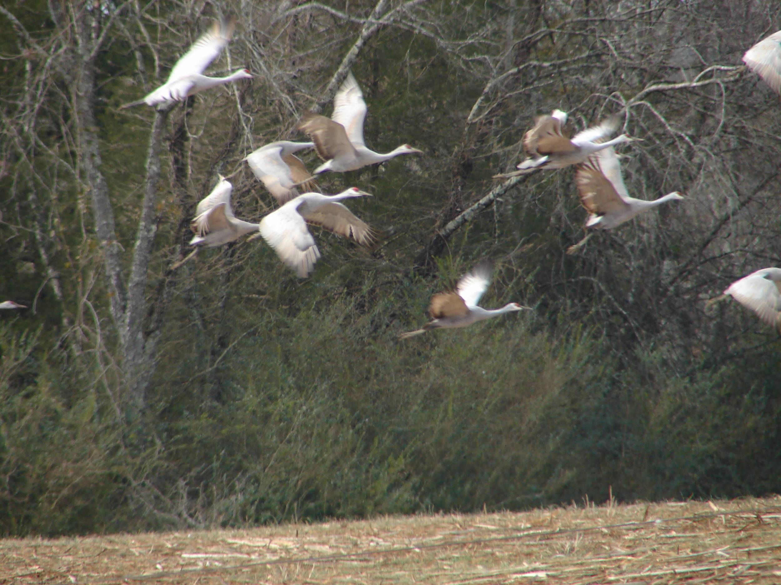 Sandhill cranes