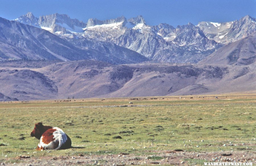 Sawtooth Ridge from Bridgeport, CA.