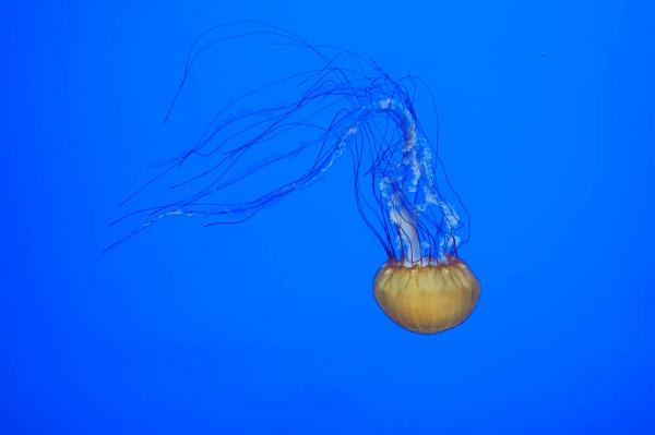 Sea Nettle Jellyfish, Oregon Coast Aquarium, Newport, OR