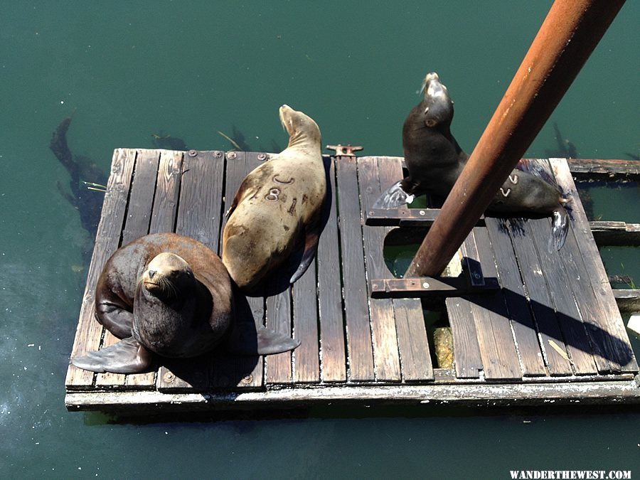 Seals at Newport