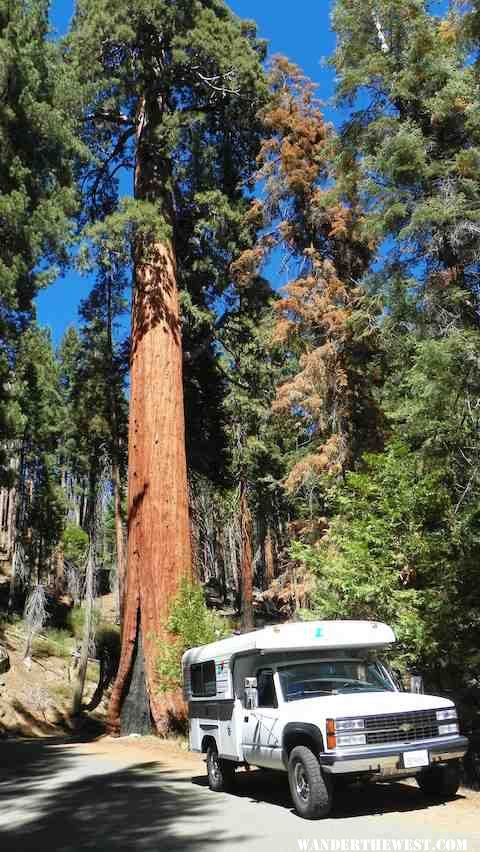 sequoia