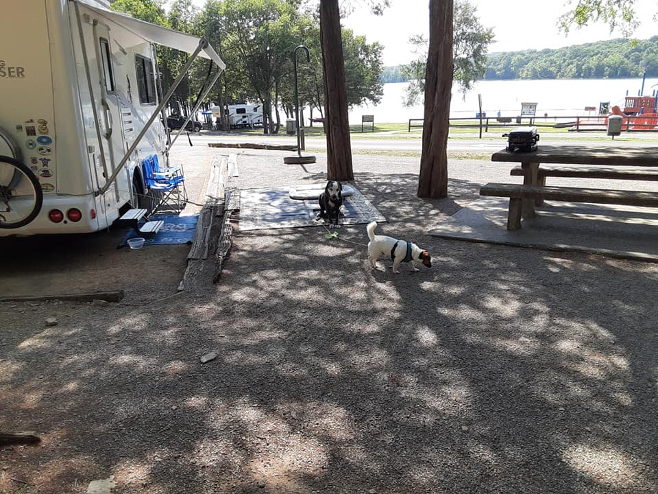 SEVEN POINTS (TN) Hank the JRT loved the swim beach,