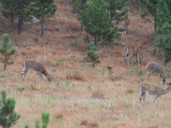 Several deer on the loop road