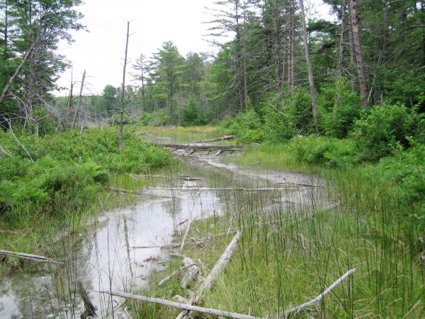 Shallow end of Pickerel lake