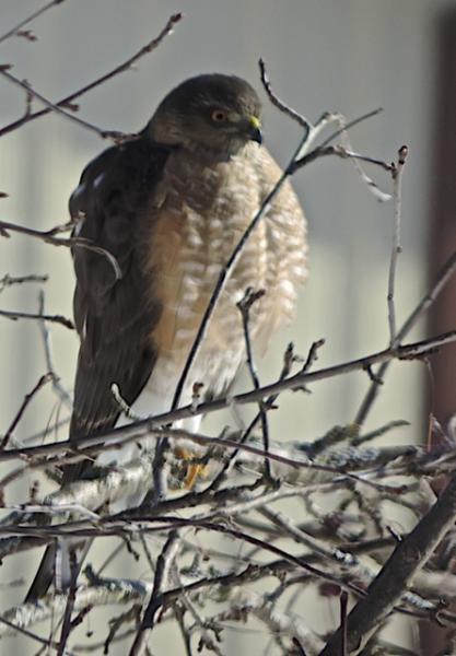 Sharp-shinned hawk outside our window