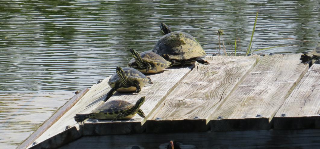 sitting on the dock