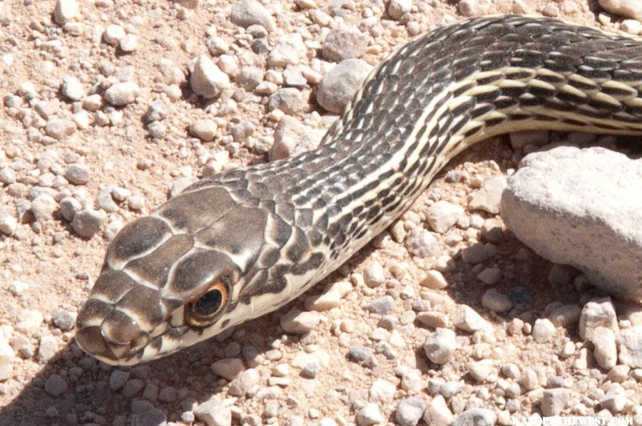 Snake Closeup! On the Toroweap Road