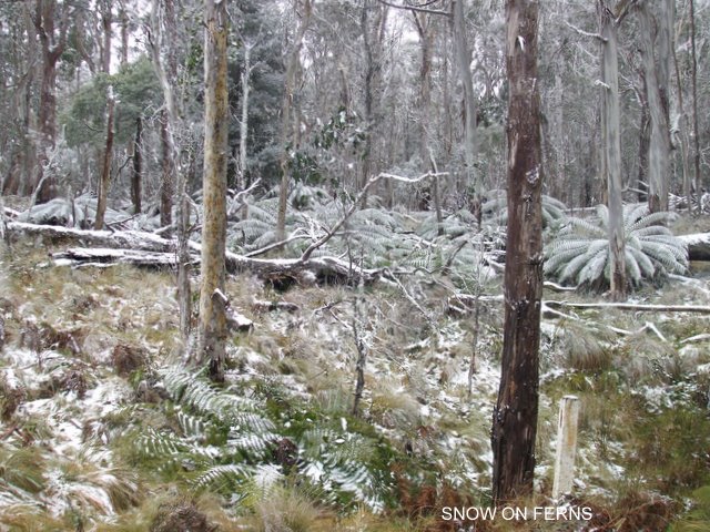 Snow on Ferns at Barrington Tops