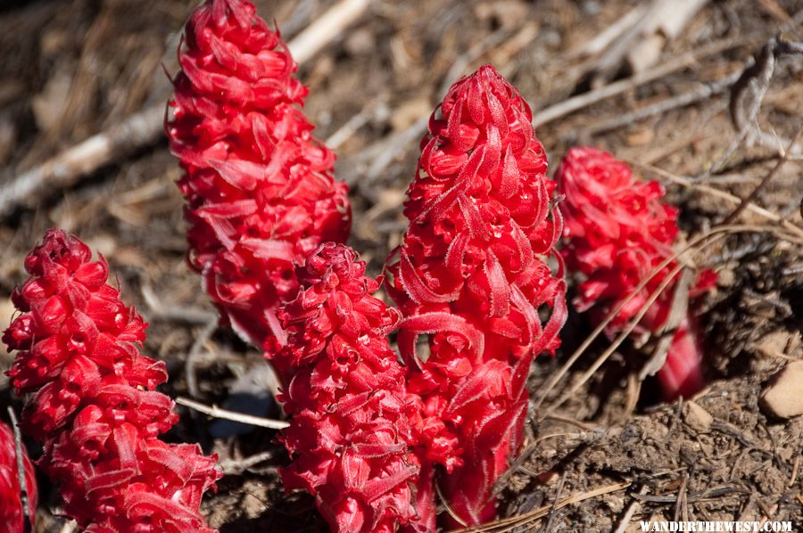 Snow Plants on A1 Eagle Lake summit