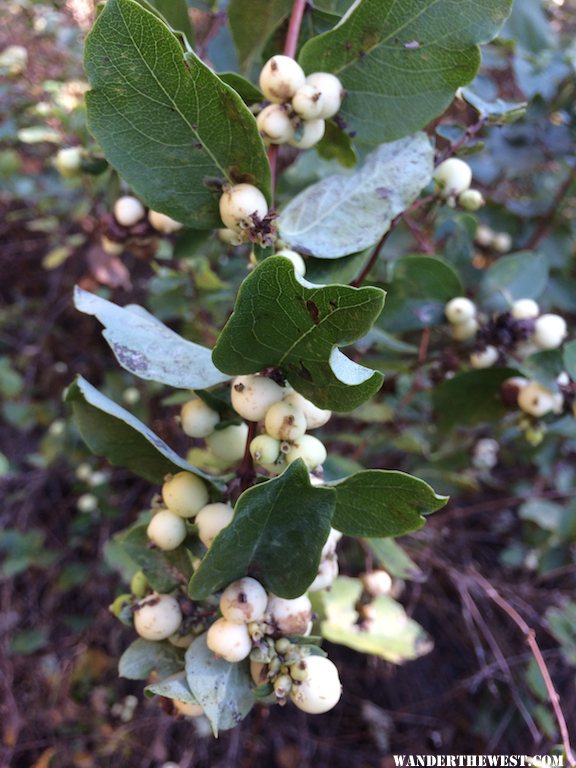 snowberries