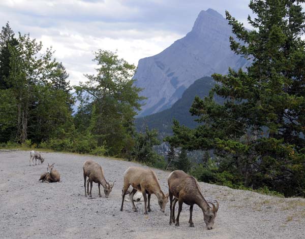 Some mountain goats along the road near Banff.