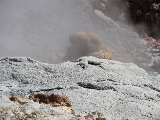 Spotted  E T hiding in Geyser Basin deep in Yellowstone