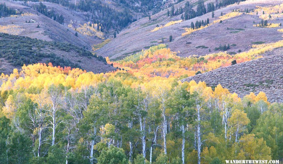 Summer Meadows Aspen