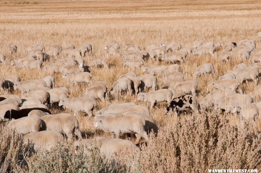 Summer Meadows Sheep