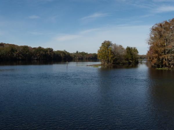 Suwannee River @ Manatee Springs