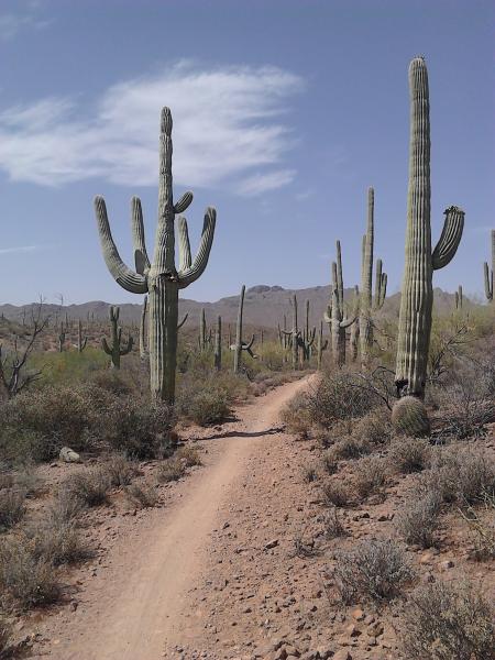 Sweet Water Mtn Bike Trails. Tucson AZ