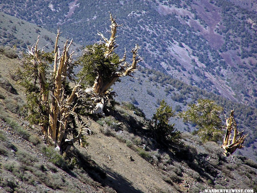 Telescope Peak's Bristlecone Pines