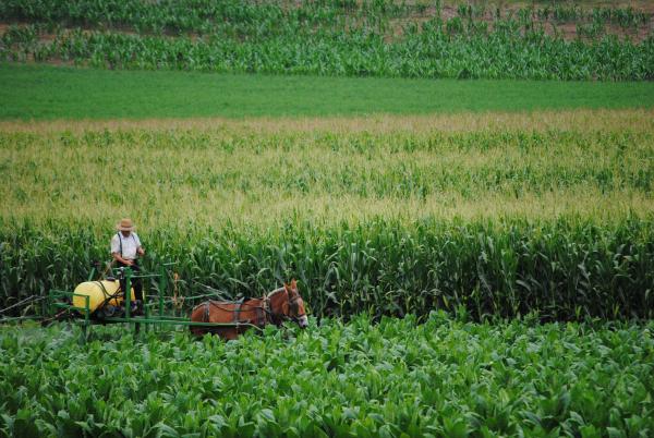 Tending the field Lancaster PA.