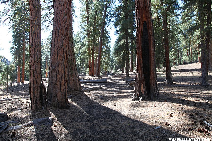 The Cinder Cone Trail follows the wagon path of the Lassen Emigrant Trail