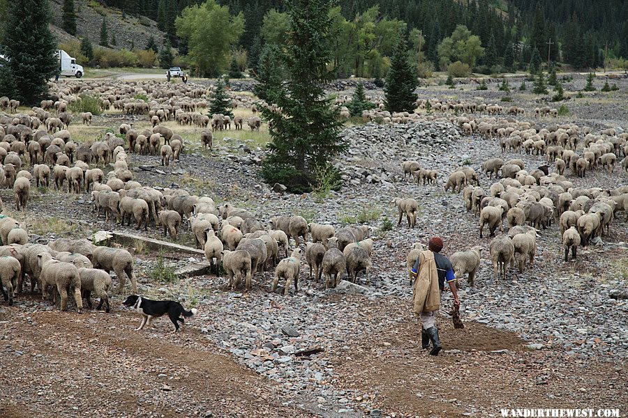 The great sheep shuffle