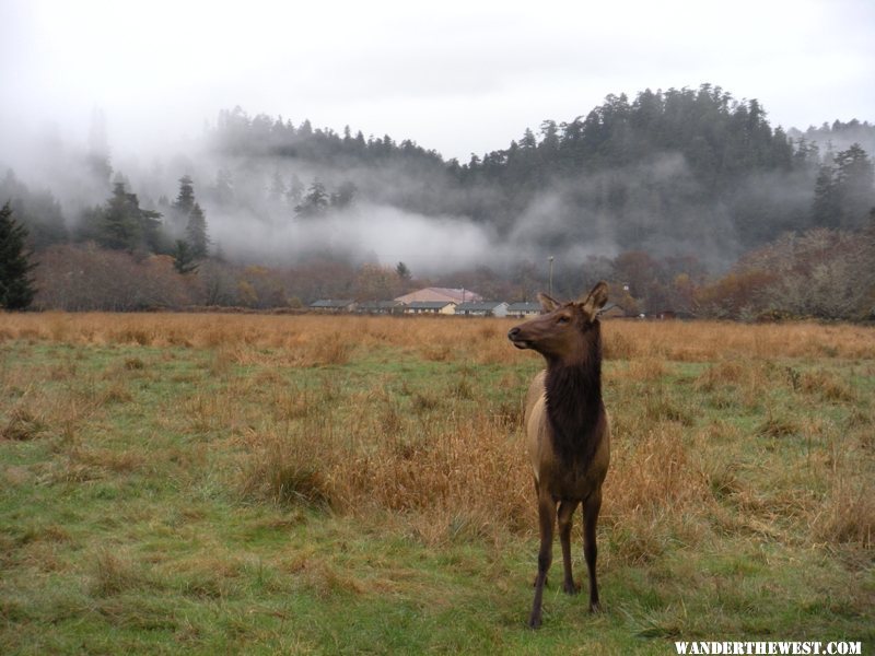 there are a lot of elk