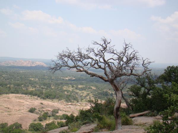 There are trees growing on top of the rock.