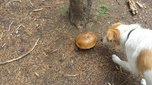 There were huge mushrooms at Fishing Bridge