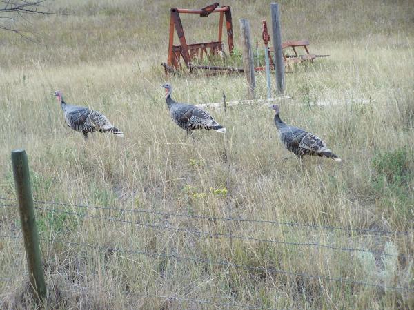 These guys are safe from Thanksgiving tradition