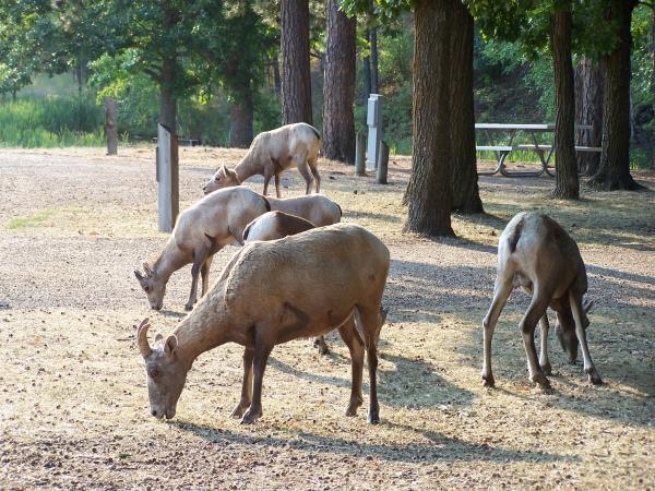 These guys showed up in our campground one morning