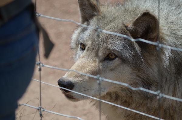 This guy was magnificent!  My step-daughter got to go into the pen and meet him on a private viewing session.