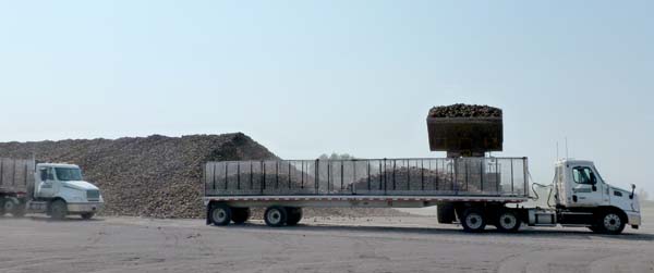 This huge pile of sugar beets, harvested some time ago, is being taken by truck to the processing plant. The pile is something like 30 feet high and 1