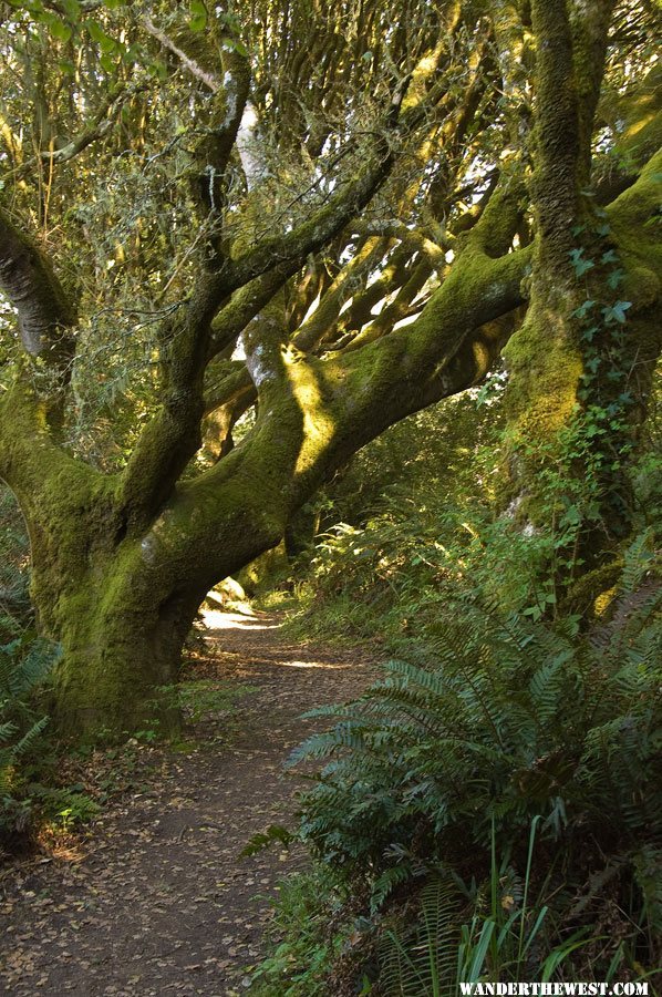 Trail From Heart's Desire Beach