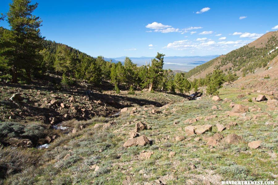 Tree Line Pine Creek Drainage