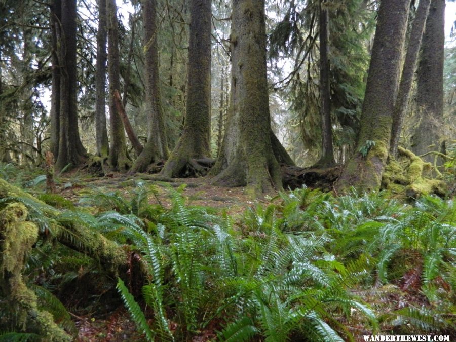 Trees growing in a row on an old log.