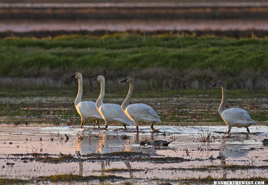 Tundra Swans