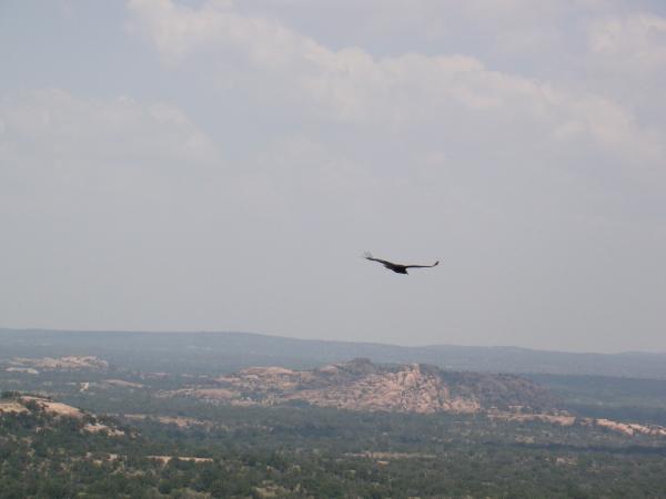 Turkey Vulture.