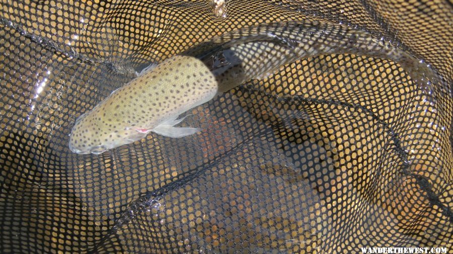 Typical Pocket Water Trout