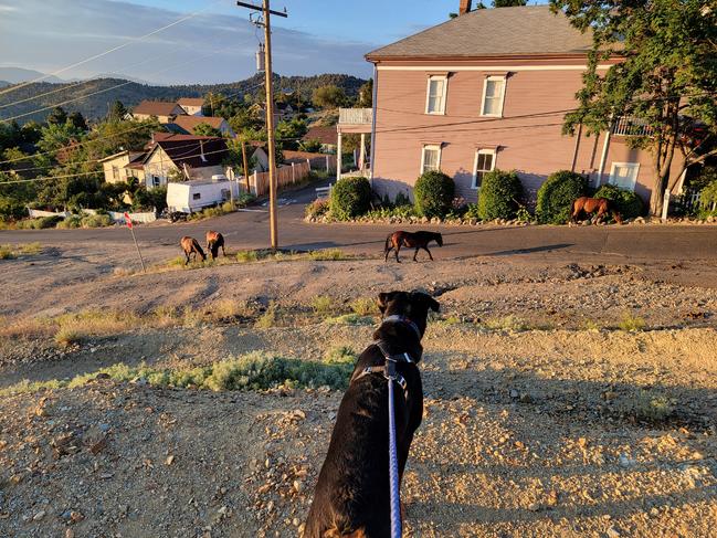 Ursula sees the wild horses