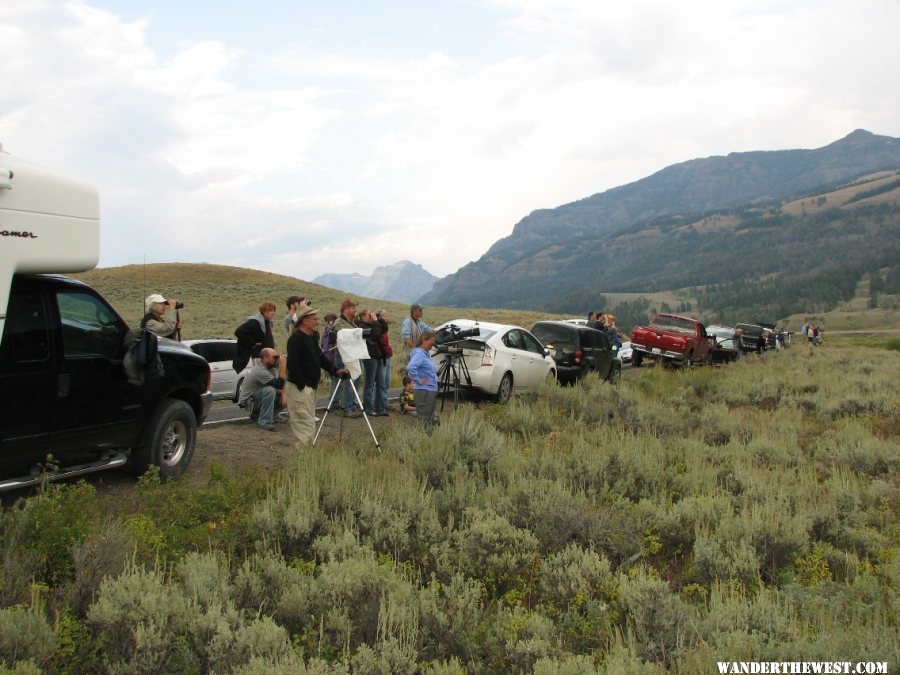 Watching wolves in Lamar Valley