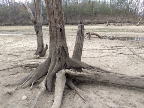 Water-worn trees