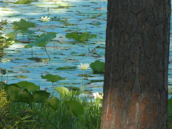 Waters edge from camp