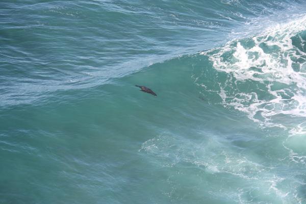 We didn't go into Sea Lions Cave but enjoyed watching them surf from the road up above