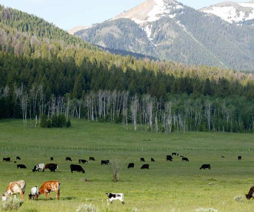 West of yellowstone