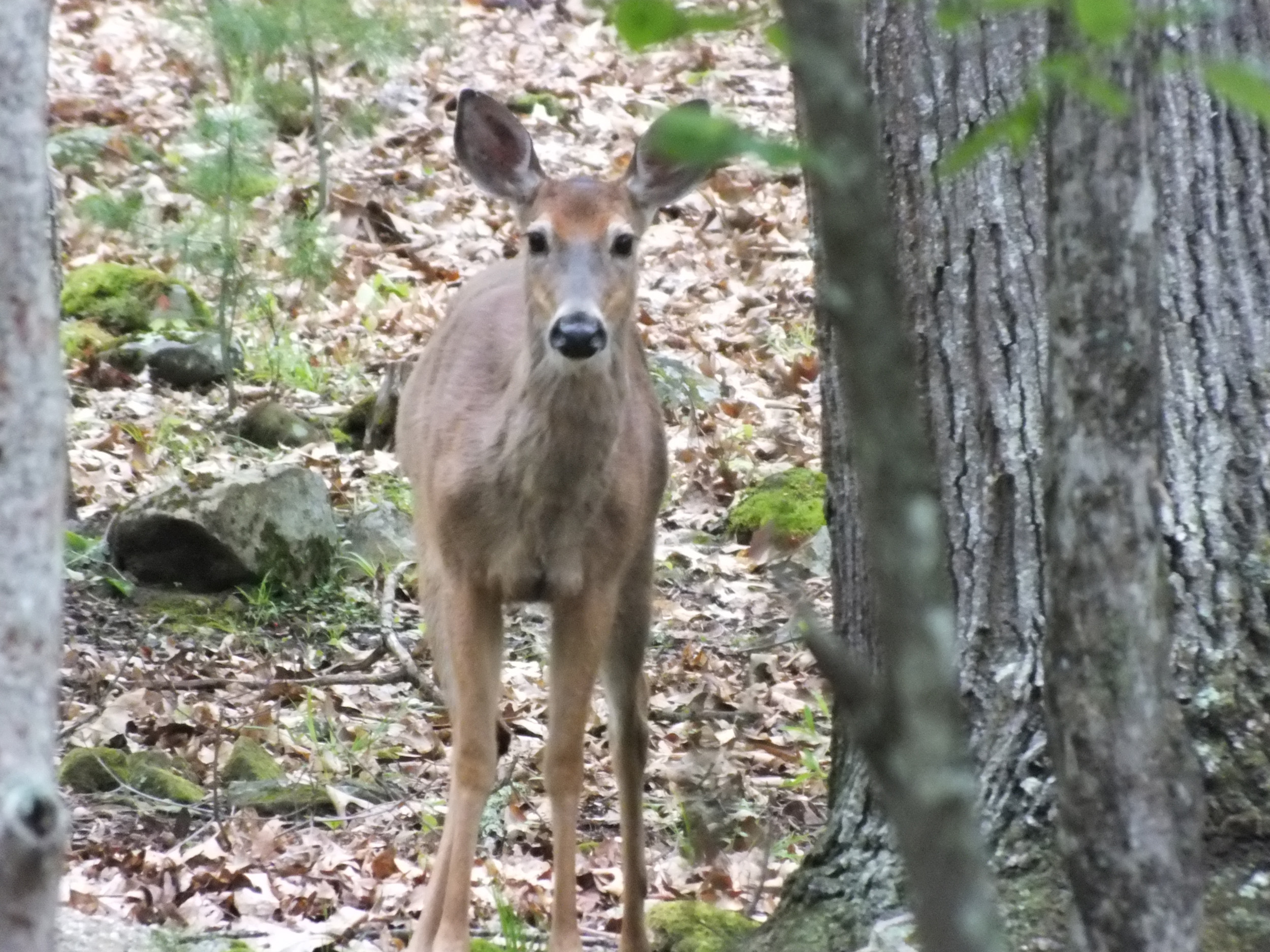 West Virginia May '11