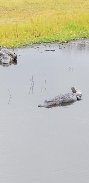 When you're lost in the Everglades and find this....